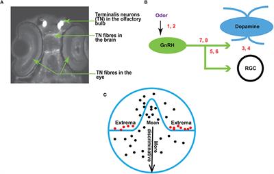 An Extreme Value Theory Model of Cross-Modal Sensory <mark class="highlighted">Information Integration</mark> in Modulation of Vertebrate Visual System Functions